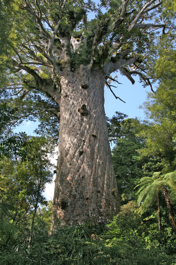 Agathis australis — Tāne Mahuta, Waipoua Forest, New Zealand.