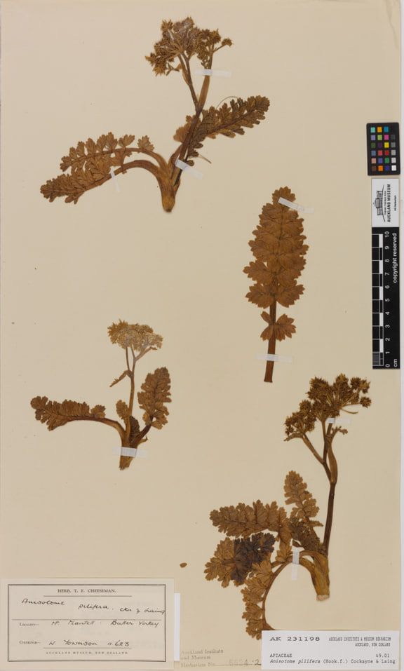 Anisotome pilifera — Auckland Museum herbarium specimen AK231198.