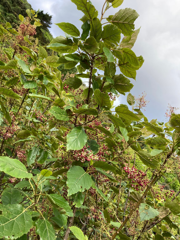 Aristotelia serrata — Happy Valley Park, Wellington, New Zealand.