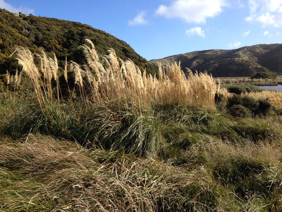 Austroderia toetoe — New Zealand field photograph, distinct from introduced pampas grasses.