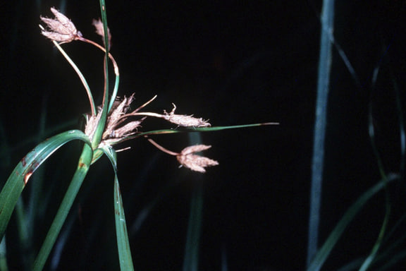 Bolboschoenus fluviatilis — River bulrush in a USDA wetland flora guide; overseas species illustration.
