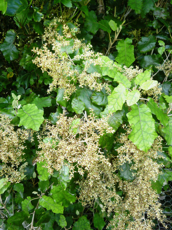 Brachyglottis repanda — Rangiora in flower; pictured member of the grouped toxicity entry.