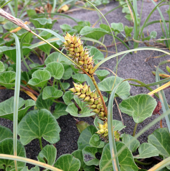 Carex pumila — Sedge spikes among broad-leaved companion plants in back-beach vegetation at Shonan Beach Park, Japan.