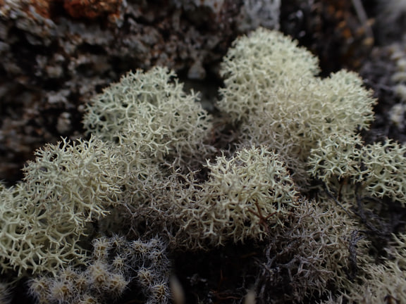 Cladonia confusa — New Zealand field photograph, with species identification corroborated on iNaturalist observation 65875001.