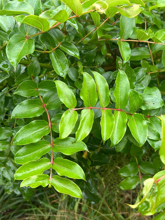 Coriaria arborea — Milford Sound Highway, Southland, New Zealand.