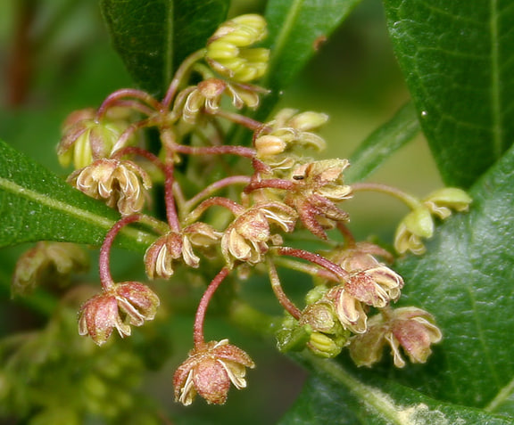 Dodonaea viscosa — Akeake/hopbush photographed in India; overseas species illustration.