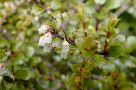 Gaultheria antipoda — Taranaki, New Zealand; pictured comparison species.
