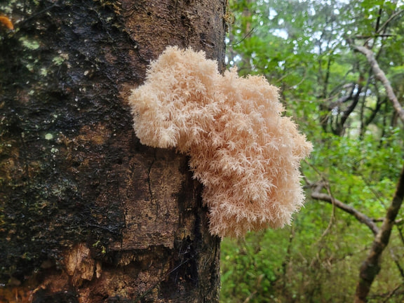 Hericium novae-zealandiae — New Zealand fruiting body; pictured native species rather than Hericium erinaceus.