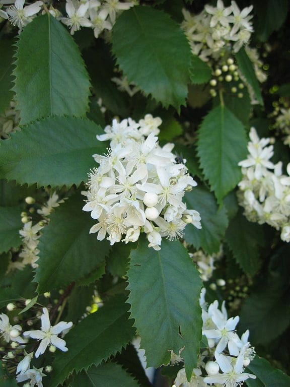 Hoheria populnea — Lacebark flowers and leaves; pictured member of the grouped entry.
