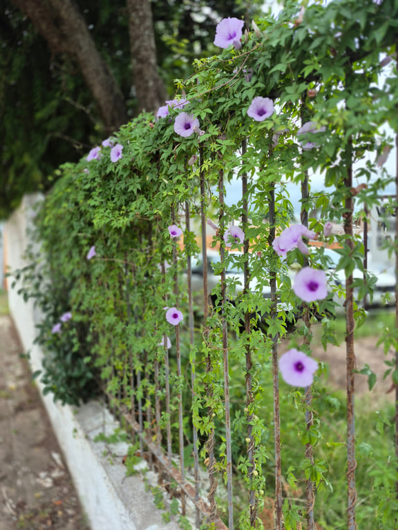 Ipomoea cairica — Flowers and foliage.