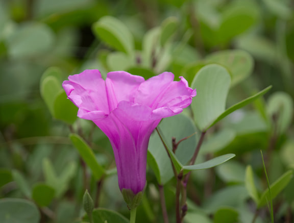 Ipomoea pes-caprae — Flower and leaves, Alappuzha, Kerala, India.