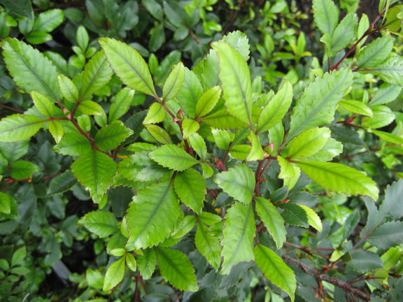Pterophylla racemosa — Young kāmahi foliage; source labelled Weinmannia racemosa.
