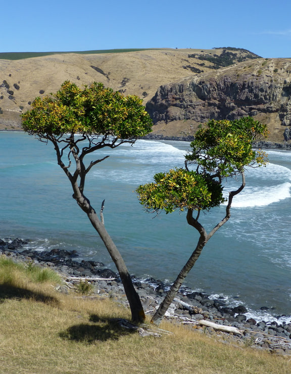 Corynocarpus laevigatus — Raupō Bay, Banks Peninsula, New Zealand. Source image is a published crop.