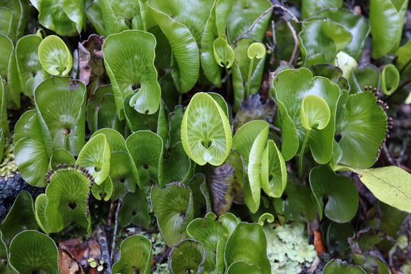 Hymenophyllum nephrophyllum — Kidney fern in New Zealand; pictured member of the grouped fern entry.