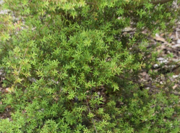 Kunzea robusta — Auckland Botanic Gardens, New Zealand. This photograph illustrates K. robusta, not an unidentified historical K. ericoides batch.