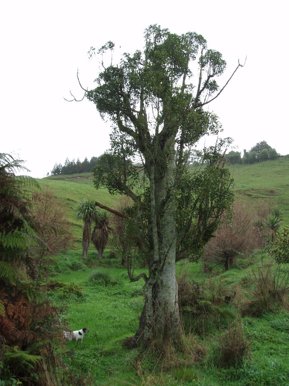 Laurelia novae-zelandiae — Pukatea tree; field photograph associated with Auckland Museum collection AK300397.