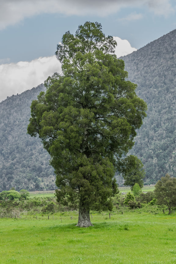 Libocedrus bidwillii — Near Inchbonnie, West Coast, New Zealand; pictured conifer in the paired entry.