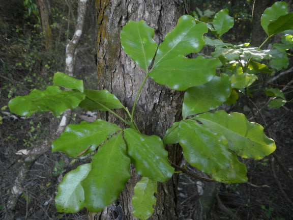 Melicope ternata — Wharangi at Whitireia Reserve, Porirua; pictured member of the two-species entry.