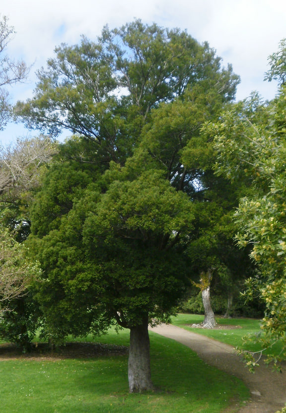 Pectinopitys ferruginea — Miro at California Park, Upper Hutt; source labelled Prumnopitys ferruginea.