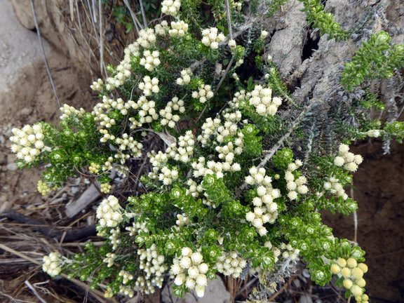 Ozothamnus leptophyllus — Photograph by botanist Peter de Lange, with corroborating identification by John Barkla.