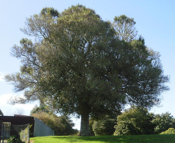 Paratrophis microphylla — Small-leaved milk tree at California Park, Upper Hutt; source labelled Streblus heterophyllus.