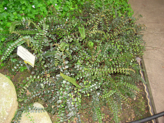 Pellaea rotundifolia — Identified botanical-garden specimen in Berlin; pictured member of the grouped fern entry.
