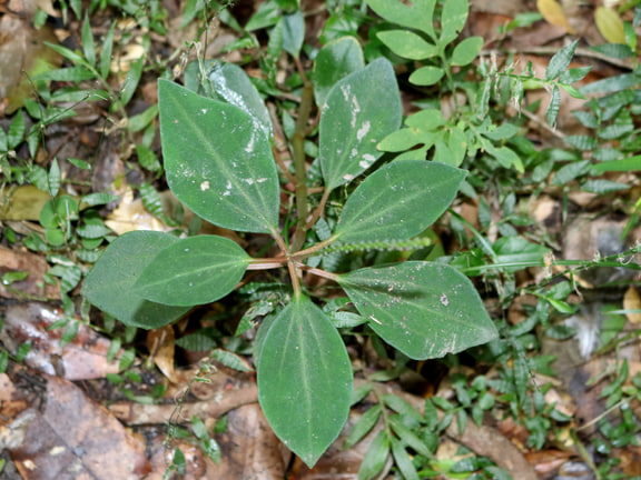Peperomia leptostachya — Iluka Nature Reserve, Australia; pictured member of the two-species entry.