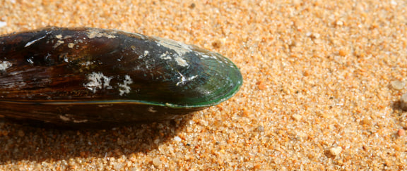 Perna canaliculus — Green-lipped mussel, Kaiteriteri, New Zealand. A species illustration, not the tested PCSO-524 extract.