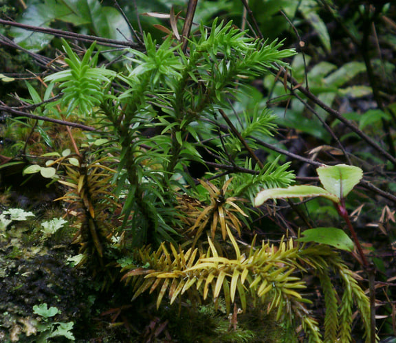 Phlegmariurus varius — Upper Hutt beech forest, New Zealand; source photograph labelled under the synonym Huperzia varia.
