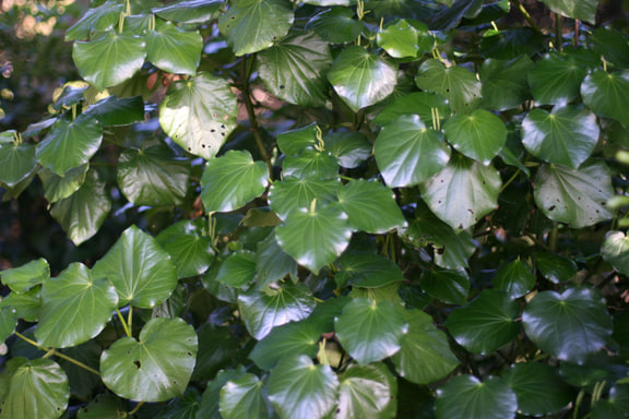 Piper excelsum — Kawakawa, Auckland, New Zealand; source caption uses the synonym Macropiper excelsum. P. melchior is not pictured.