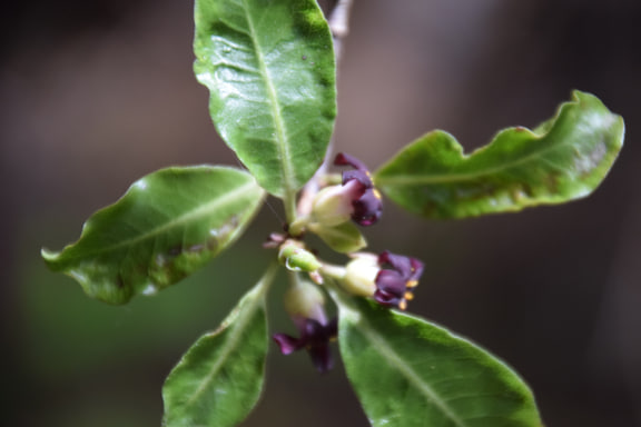 Pittosporum tenuifolium — Governor’s Bush Walk, Aoraki/Mount Cook National Park, New Zealand.
