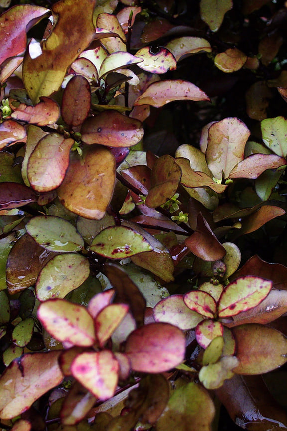 Pseudowintera colorata — Horopito foliage.