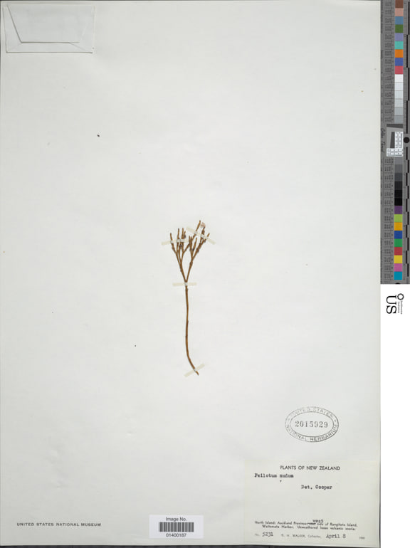 Psilotum nudum — Smithsonian herbarium specimen NMNH-01400187, collected on Rangitoto Island in 1949.