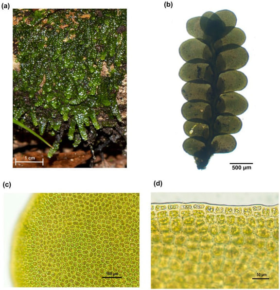 Radula marginata — Published field and microscopy plate from voucher-linked Waikato collections identified by P. de Lange. Research undertaken with Ngāti Hauā and Ngāti Hinerangi; the study includes a biocultural notice. Noncommercial image reuse.