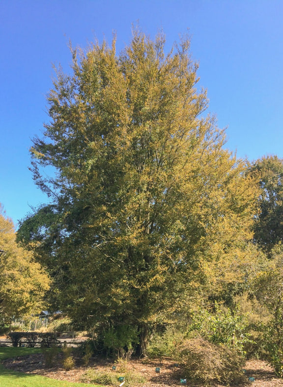 Fuscospora fusca — Red beech at Queens Park, Invercargill; source labelled Nothofagus fusca.