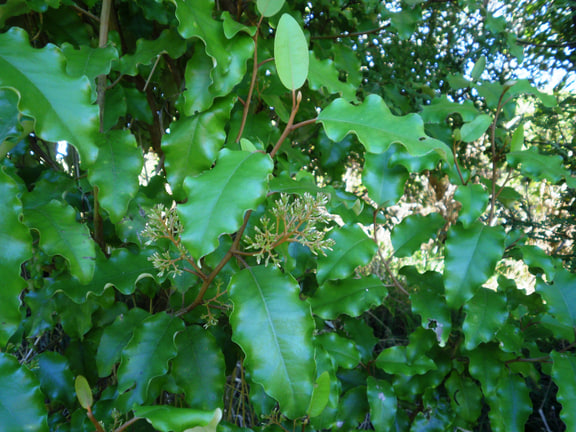 Shawia paniculata — Juvenile plant at Pauatahanui Wildlife Reserve, New Zealand; source labelled Olearia paniculata.