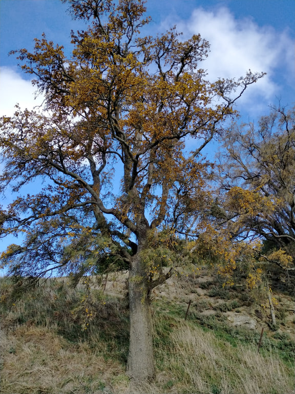 Sophora microphylla — Bucklands Crossing, New Zealand. One member of the eight-species kōwhai group.