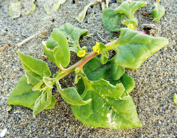 Tetragonia tetragonoides — Miura, Kanagawa, Japan; source caption uses the spelling T. tetragonioides. T. trigyna is not pictured.