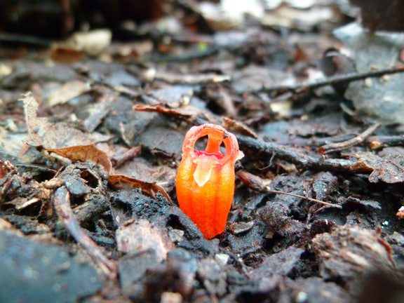 Thismia rodwayi — Fairy-lantern flower photographed in Tasmania, Australia.