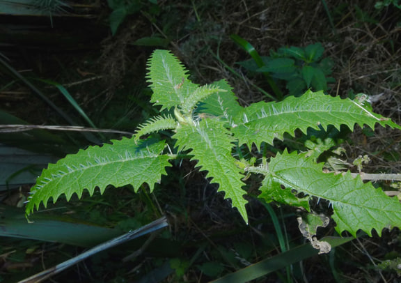 Urtica ferox — Tree-nettle foliage.
