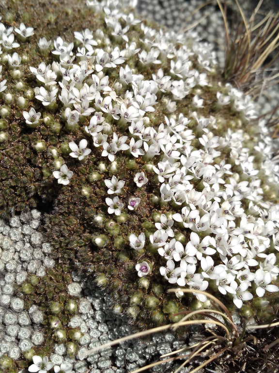 Veronica pulvinaris — St James Conservation Area, New Zealand; pictured member of the grouped entry.